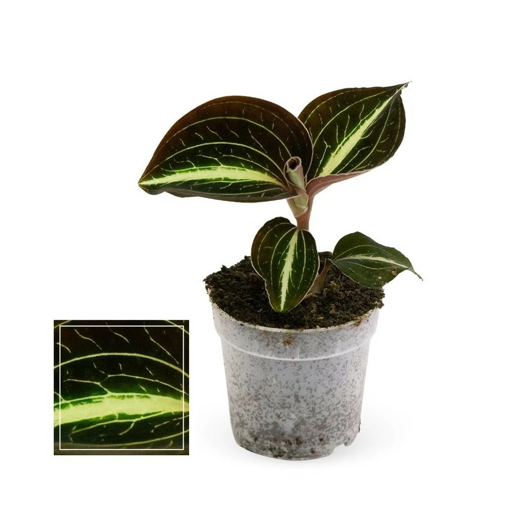 Jewel Orchid - Macodes Anoectochilus Moonstone - Mini Orchidée Terrestre à Feuilles Fantaisies - Pot 6cm 1 Jewel Orchid - Macodes Anoectochilus Moonstone - Mini Orchidée Terrestre à Feuilles Fantaisies - Pot 6cm