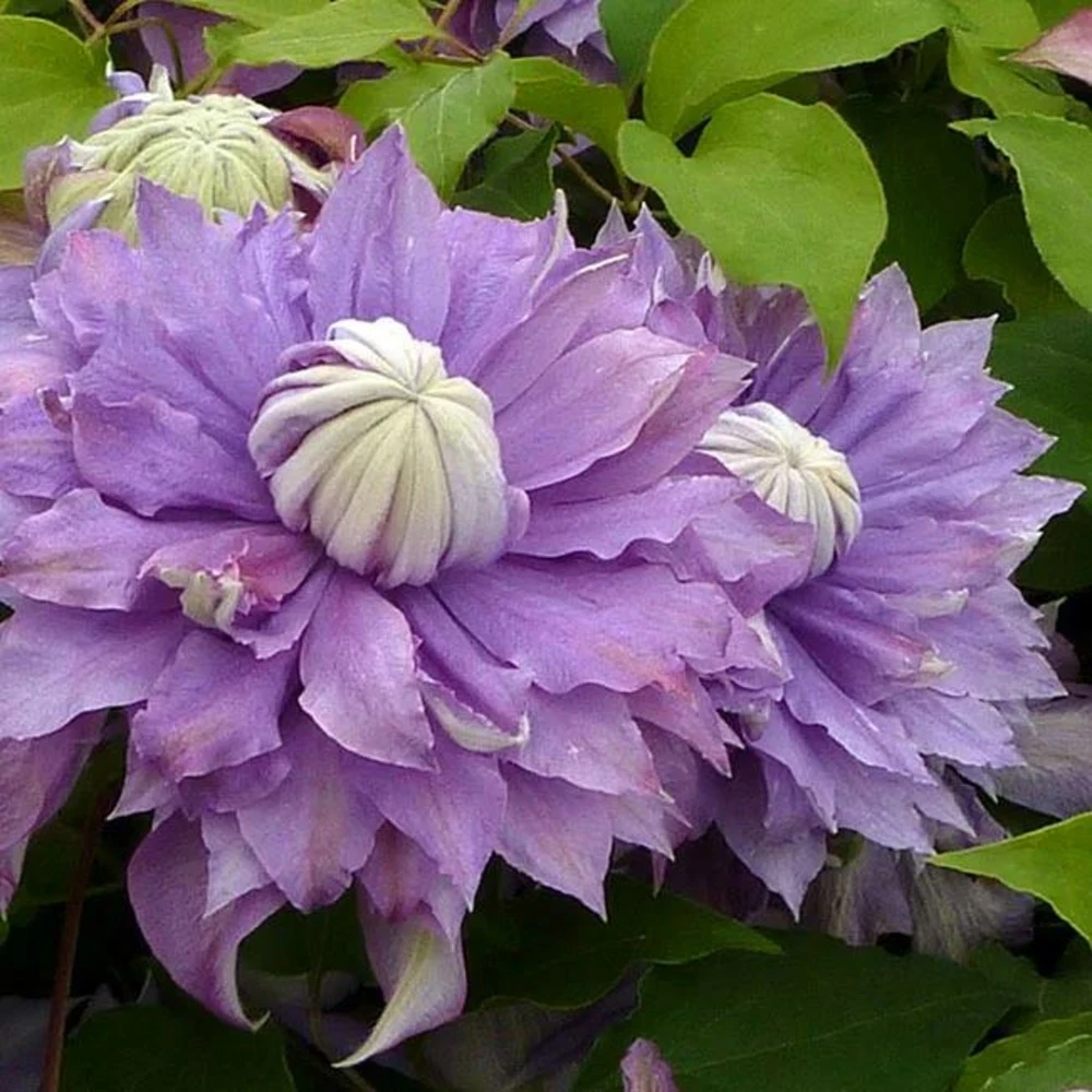 Clématite Diamantina Regal® Evipo039(n) - Clematis 3l 1 Clématite Diamantina Regal® Evipo039(n) - Clematis 3l