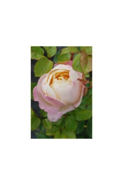 Rosier 'isabelle Autissier' ? - 5l