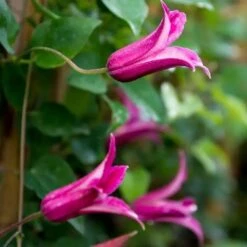 Clématite 'princess Diana' - Clematis Texensis 3l -Magasin De Graines De Plantes 64773f1d035eb6.99125824
