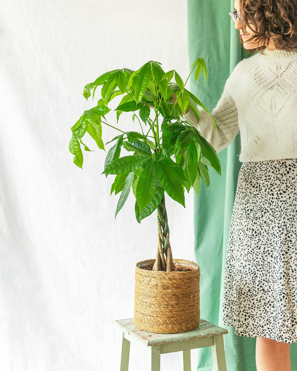 Plante D'intérieur - Grand Pachira 65cm 1 Plante D'intérieur - Grand Pachira 65cm