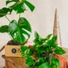 Plante D'intérieur - Duo De Plantes Star - Monstera & Pothos Cm