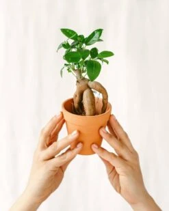 Plante D'intérieur - Mini Ficus Ginseng Microcarpa (d06) 12cm