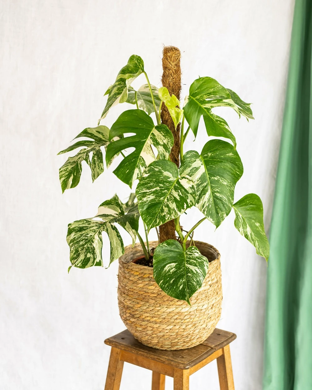 Plante D'intérieur - Monstera Deliciosa Variegata Xl 80cm 2 Plante D'intérieur - Monstera Deliciosa Variegata Xl 80cm – Image 2