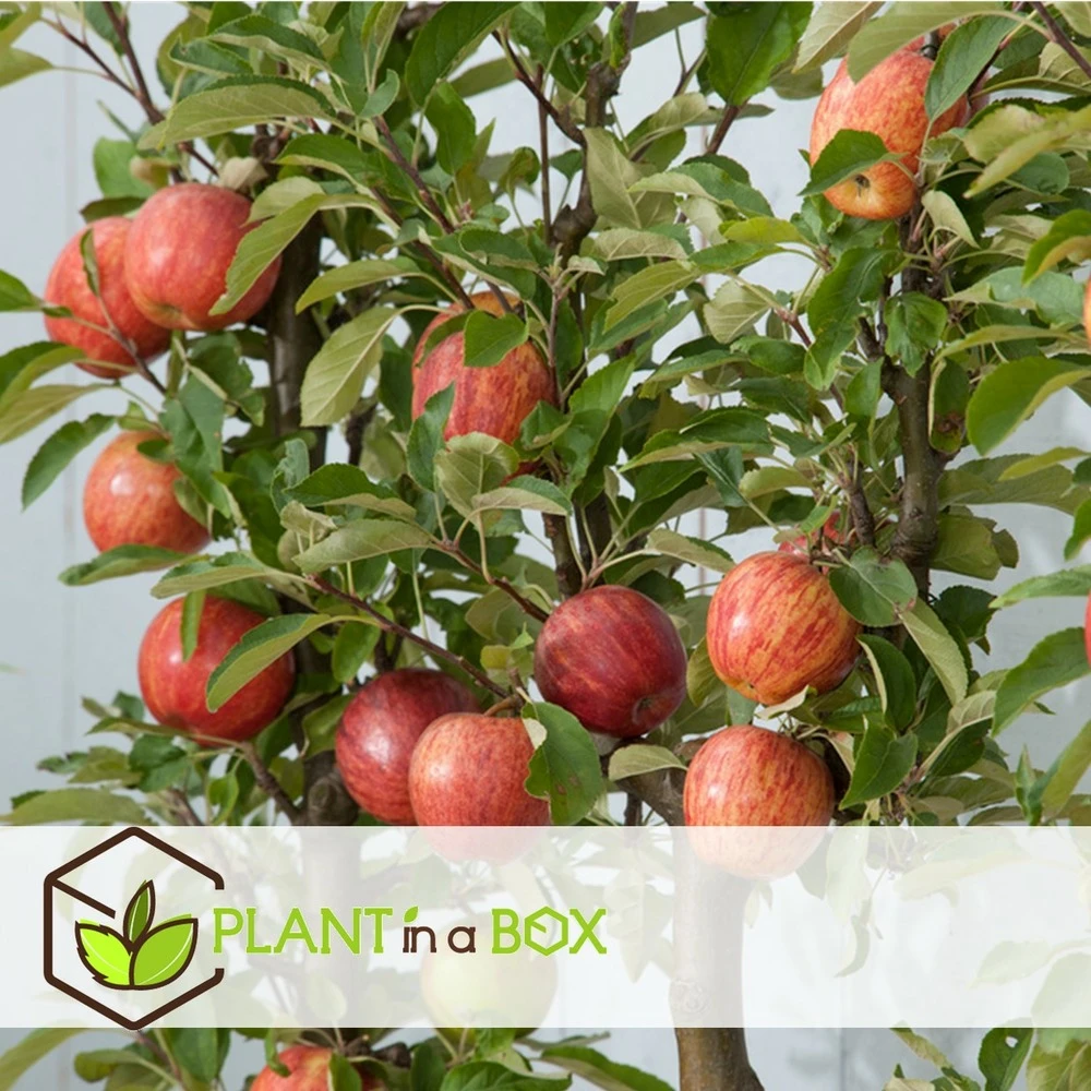3 Pommes Différentes Sur 1 Arbre - Pot 17 Cm - Hauteur 60-70cm 2 3 Pommes Différentes Sur 1 Arbre - Pot 17 Cm - Hauteur 60-70cm – Image 2