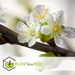 3 Pommes Différentes Sur 1 Arbre - Pot 17 Cm - Hauteur 60-70cm 7 3 Pommes Différentes Sur 1 Arbre - Pot 17 Cm - Hauteur 60-70cm -Magasin De Graines De Plantes 6478b275eb1777.08001142