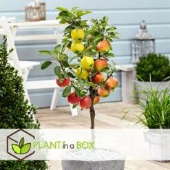 3 Pommes Différentes Sur 1 Arbre - Pot 17 Cm - Hauteur 60-70cm 6 3 Pommes Différentes Sur 1 Arbre - Pot 17 Cm - Hauteur 60-70cm -Magasin De Graines De Plantes 6478b276016da1.99677535