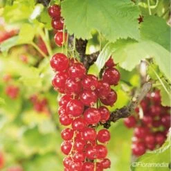 Groseillier à Grappes 'london Market' - Ribes Rubrum 1,5l