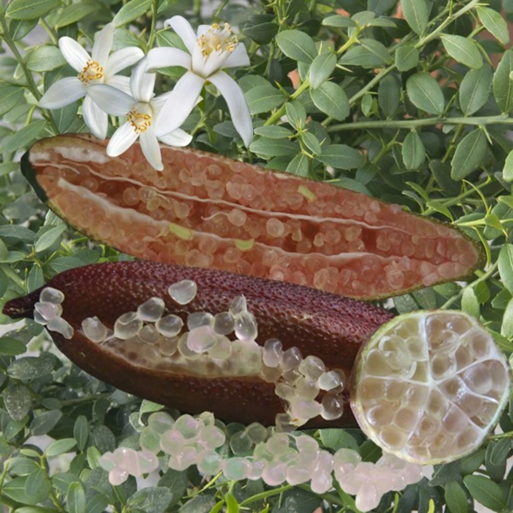 Citronnier Caviar Rose "citrus Australasica" Tailles:pot De 9 Litres, Hauteur 80/100 Cm 1 Citronnier Caviar Rose "citrus Australasica" Tailles:pot De 9 Litres, Hauteur 80/100 Cm