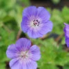 Geranium Vivace 'rozanne' ? - 3l