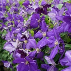 Clématite 'jackmanii' - Clematis 3l -Magasin De Graines De Plantes 647d2d29efc327.18821976