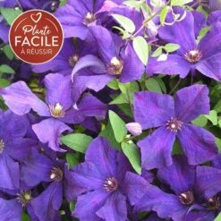 Clématite 'jackmanii' - Clematis 3l