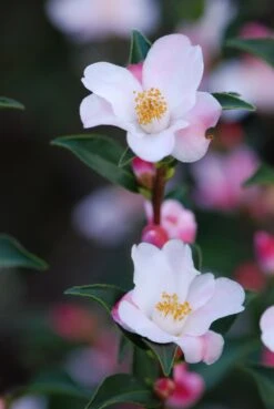 Camélia 'festival Of Lights' - 5l