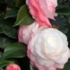 Camelia 'desire' - 4l