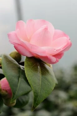 Camélia 'nuccio's Cameo' - 4l