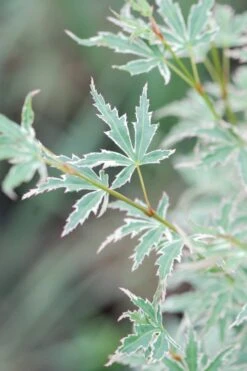 Erable 'butterfly' - 4l