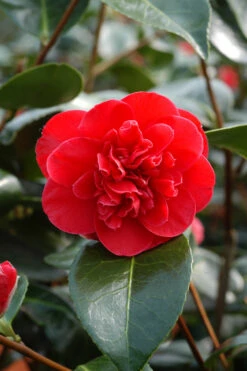 Camélia 'léonard De Vinci' - 4l