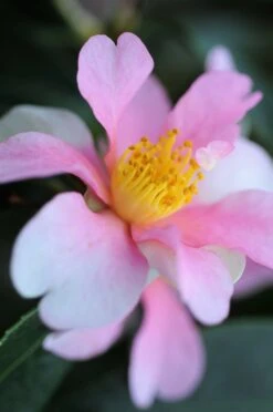 Camélia 'yume' - 5l