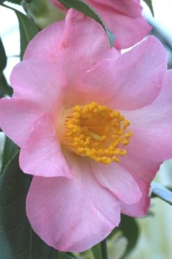 Camélia 'domaine De Courson' - 4l