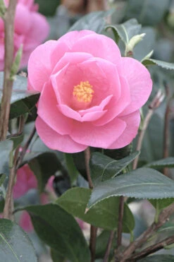 Camélia 'barbara Clark' - 4l