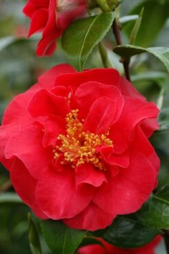 Camélia 'crimson Glory' - 4l