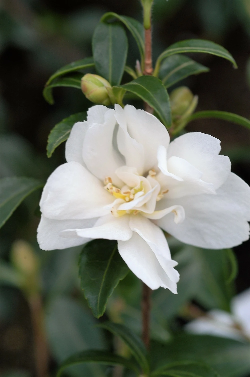 Camélia 'little Liane' - 4l 1 Camélia 'little Liane' - 4l