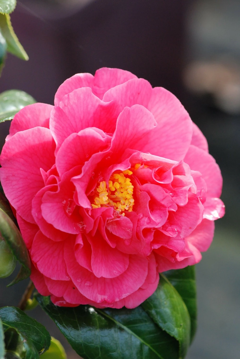 Camélia 'benikarako' - 1l 1 Camélia 'benikarako' - 1l