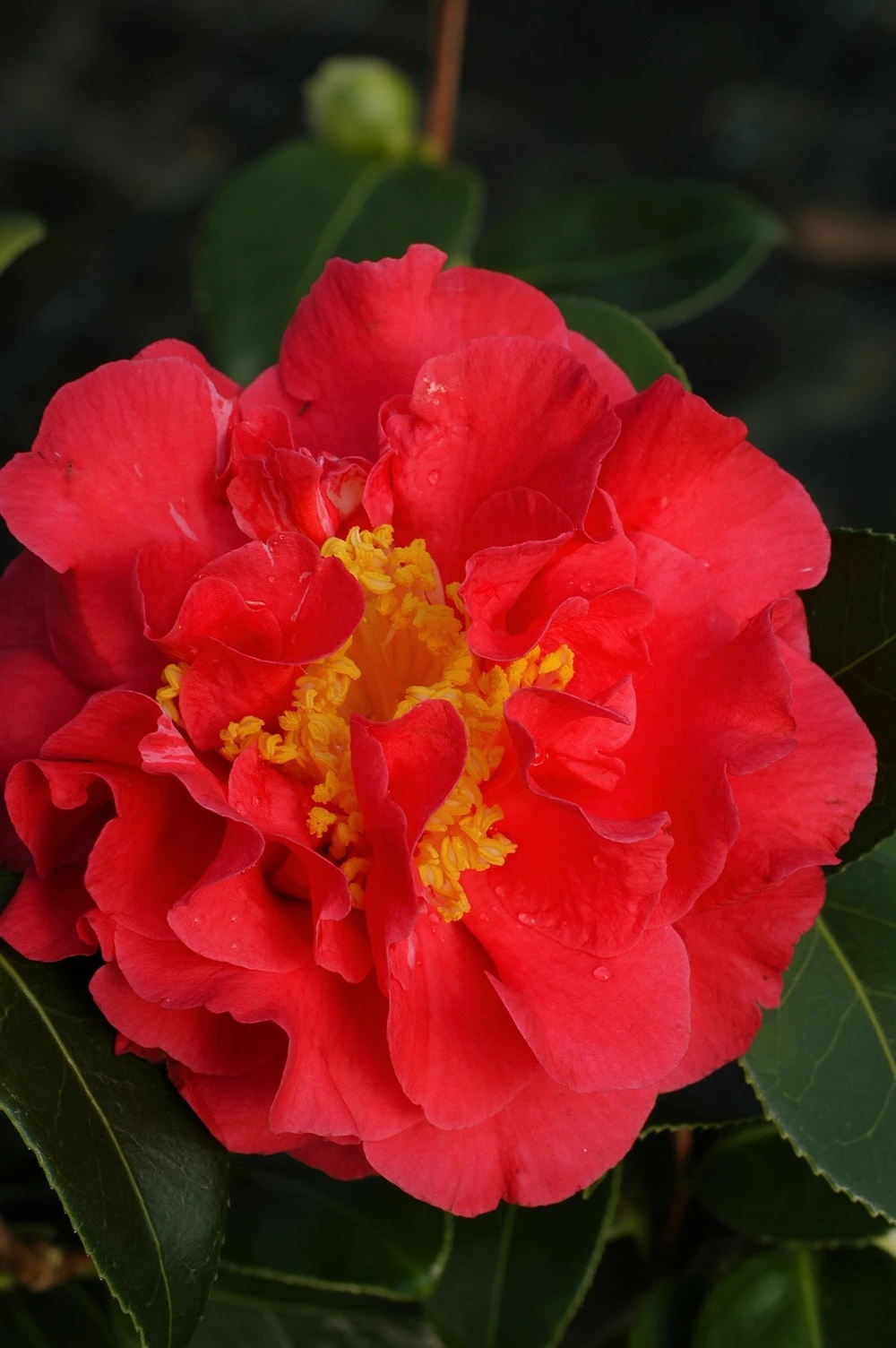 Camélia 'blood Of China' - 4l 1 Camélia 'blood Of China' - 4l