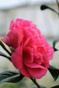 Camélia 'anticipation' - 4l