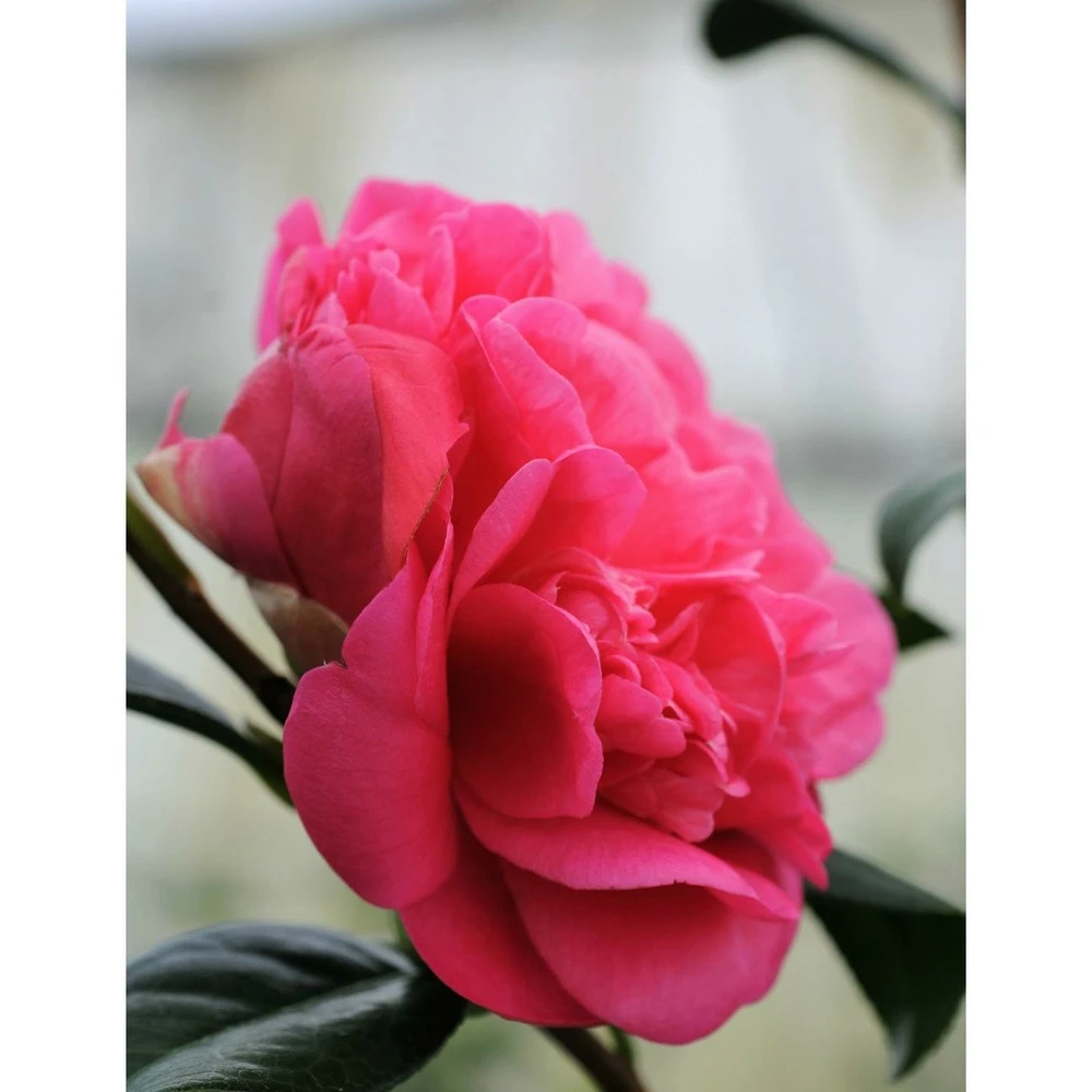 Camélia 'anticipation' - 4l 2 Camélia 'anticipation' - 4l – Image 2