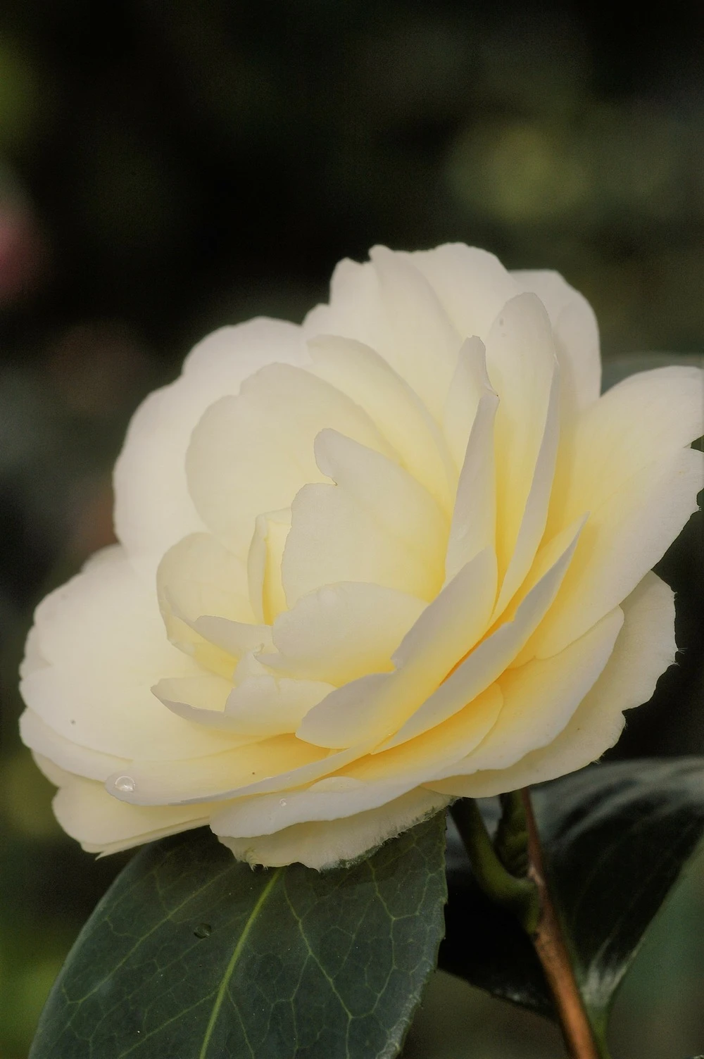 Camélia 'dahlohnega' - 4l 1 Camélia 'dahlohnega' - 4l