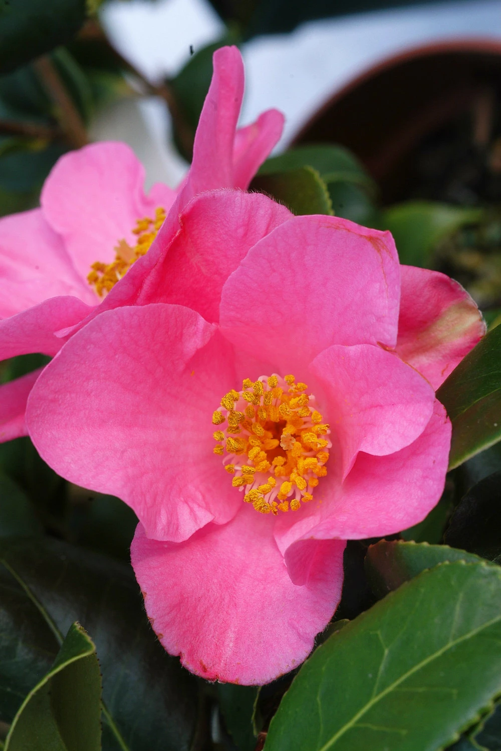 Camélia 'anne Marie Pichon' - 4l 1 Camélia 'anne Marie Pichon' - 4l