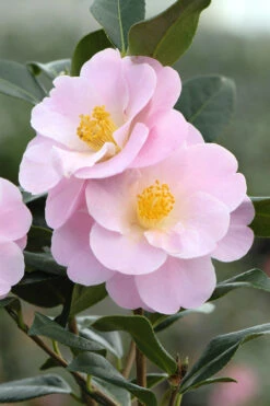 Camélia 'nicky Crisp' - 4l