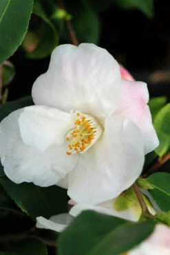 Camélia 'quintessence' - 5l