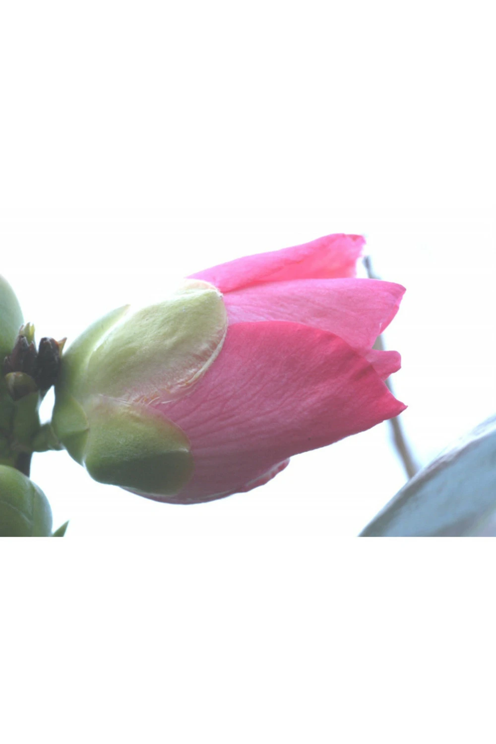 Camélia 'domaine De Courson' - 1l 2 Camélia 'domaine De Courson' - 1l – Image 2