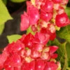 Hortensia Rembrandt ? 'rosso Glory' - 5l