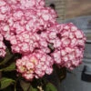 Hortensia 'miss Saori' - 3l
