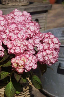Hortensia 'miss Saori' - 3l