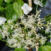 Hortensia Grimpant - 3l