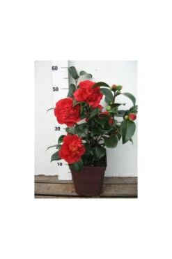 Camelia 'fondation Luciano Pavarotti' - 4l -Magasin De Graines De Plantes 6481ca27f41844.81581023
