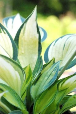 Hosta 'june' - 3l