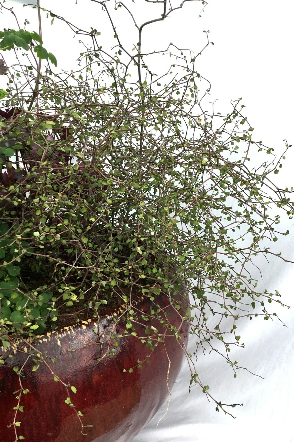 Muehlenbeckia Astonii - 3l 1 Muehlenbeckia Astonii - 3l