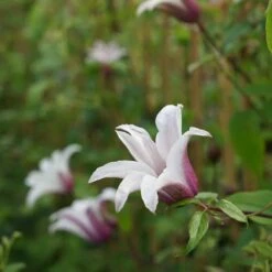 Clématite 'princess Kate®' ('zoprika') - Clematis Texensis 3l -Magasin De Graines De Plantes 64870cd0132795.26752018