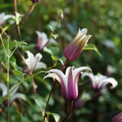 Clématite 'princess Kate®' ('zoprika') - Clematis Texensis 3l -Magasin De Graines De Plantes 64870cd01d8a44.32004673