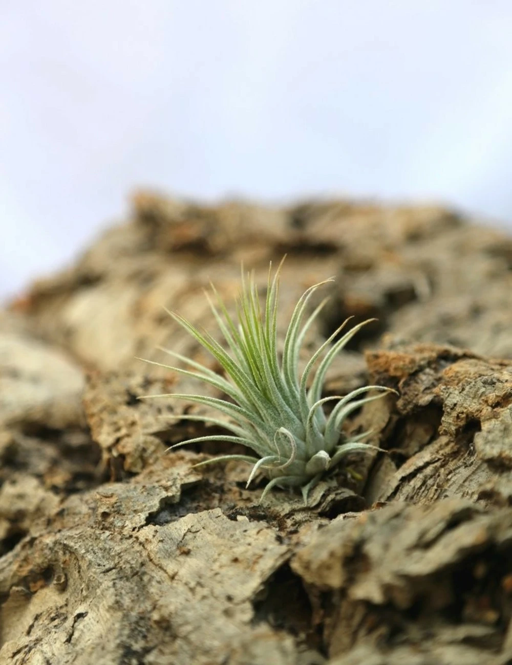 Tillandsia Ionantha Var. Ionantha - 4 à 6 Cm Volume - Lot De 10 1 Tillandsia Ionantha Var. Ionantha - 4 à 6 Cm Volume - Lot De 10