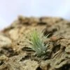 Tillandsia Ionantha Var. Ionantha - 4 à 6 Cm Volume - Lot De 20
