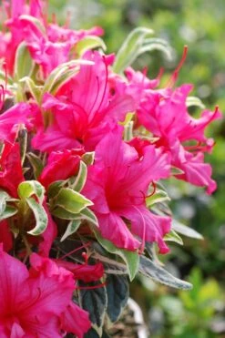 Azalée Du Japon 'silver Sword' - 3l