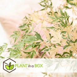 Érable Du Japon 'taylor' - Set De 2 - érable - Pot 19cm - Hauteur 60-70cm 11 Érable Du Japon 'taylor' - Set De 2 - érable - Pot 19cm - Hauteur 60-70cm -Magasin De Graines De Plantes 649325931c4e33.62041123