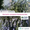 11 X Romarin Rampant Pointe Du Raz En Godet