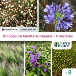 Kit Bordure Méditerranéenne - 5 Variétés - Lot De 8 Plants En Godet